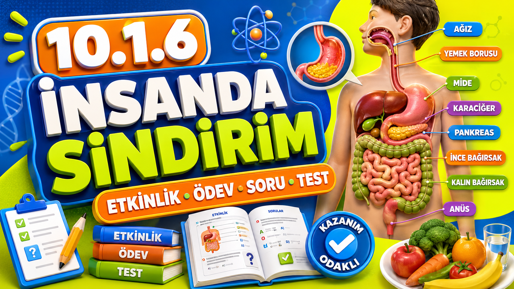 BİY.10.1.6. İnsanda enerji eldesi için sindirim, emilim ve taşıma süreçlerinin gerekliliği ile ilgili bilimsel çıkarım yapabilme - Bağlam Temelli Test kapak görseli